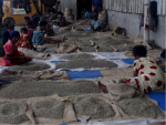 Piles of coffee beans on the ground laid out on hessian bags for sorting and processing
