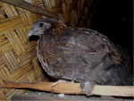 A brown fowl perched on a stick next to a woven thatch wall