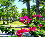 A tropical garden with palm trees and bright pink bougainvillaea in the foreground